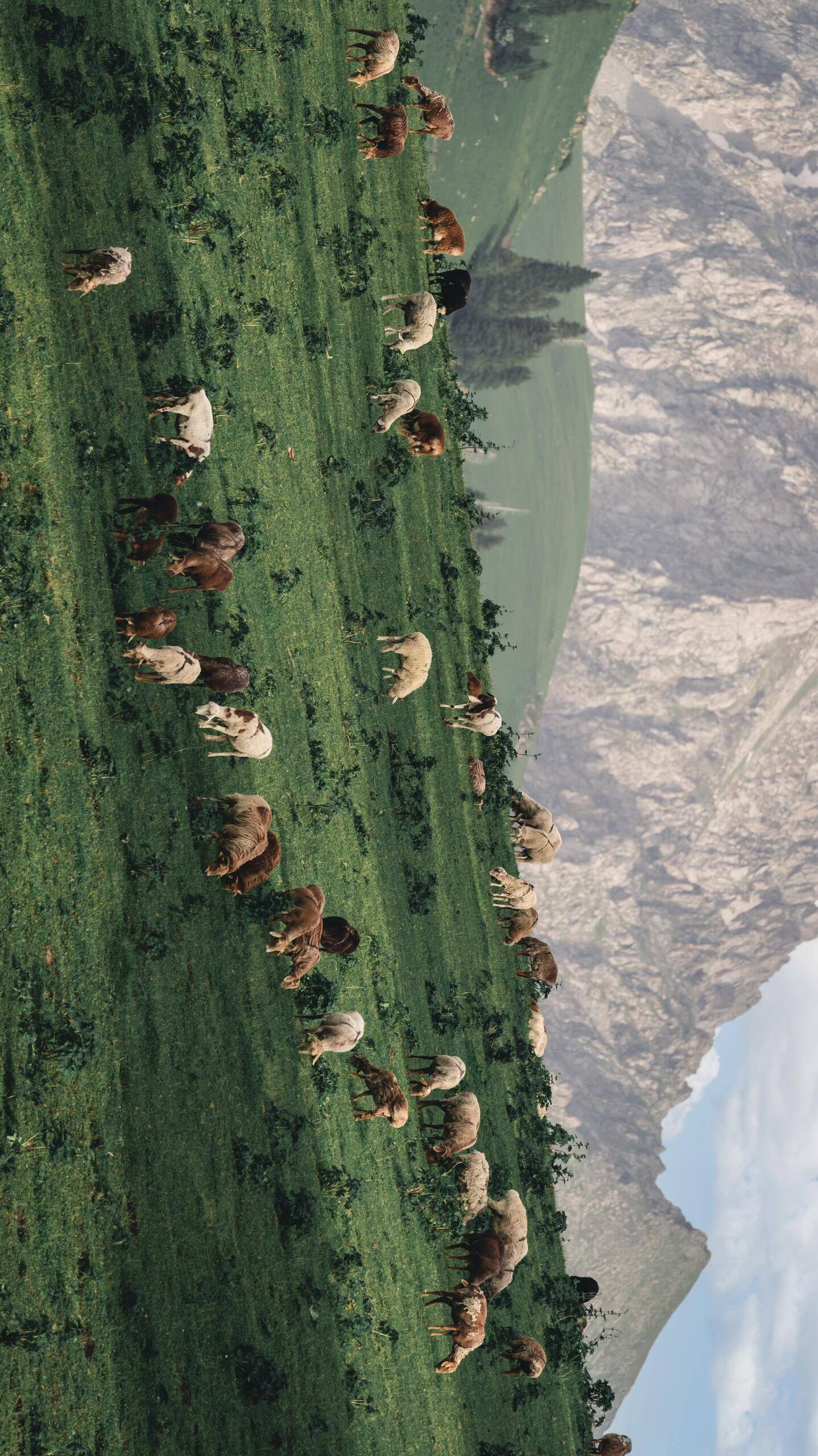 Xinjiang 